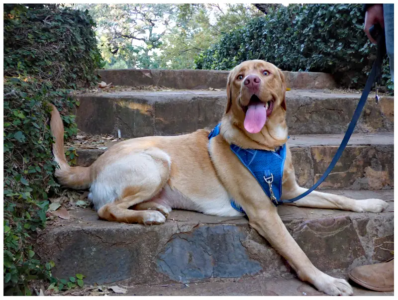 Dog on steps