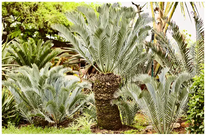 Commercial Photography, Cycads