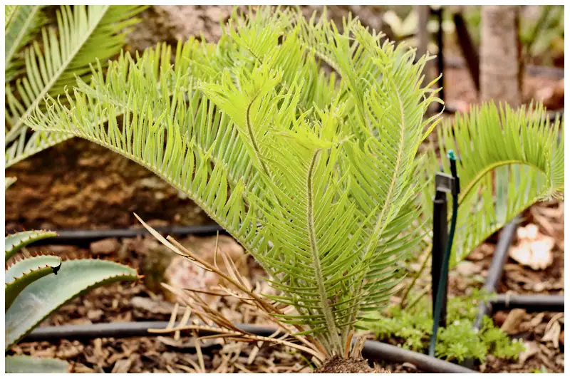 Commercial Photography, Cycad farm