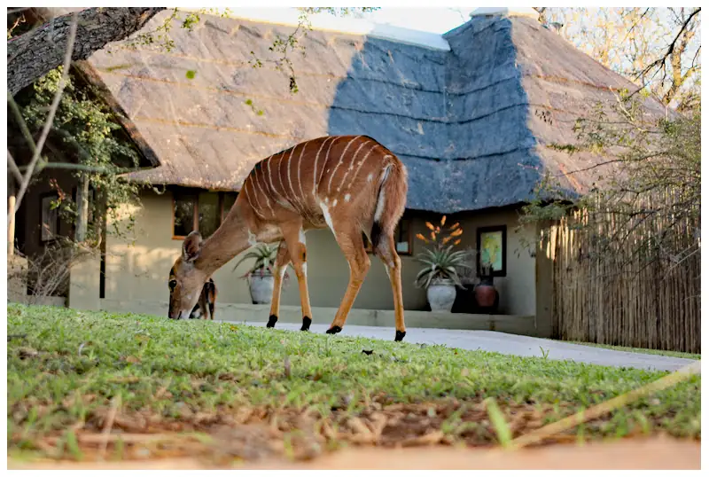 buck on lawn at lodge