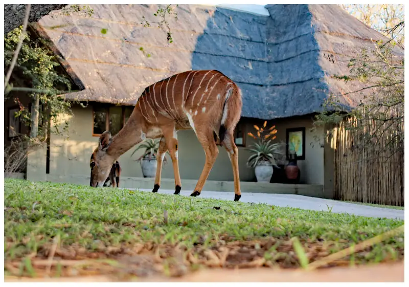 Travel Venue Photography, Thornybush Lodge